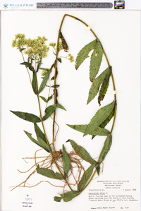 Eupatorium album image