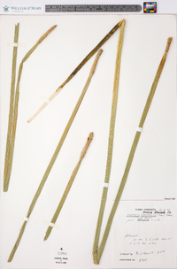 Eleocharis equisetoides image