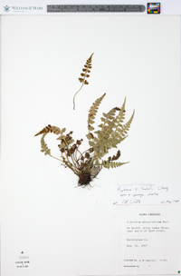 Asplenium x trudellii image