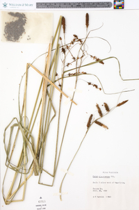 Carex glaucescens image