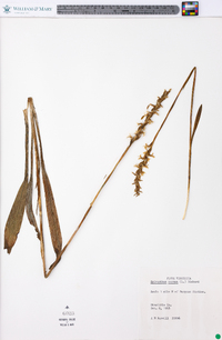 Spiranthes cernua image