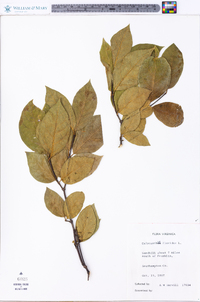 Calycanthus floridus image