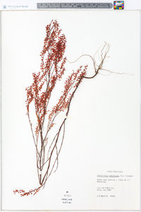 Polygonella articulata image