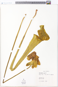 Sarracenia flava image