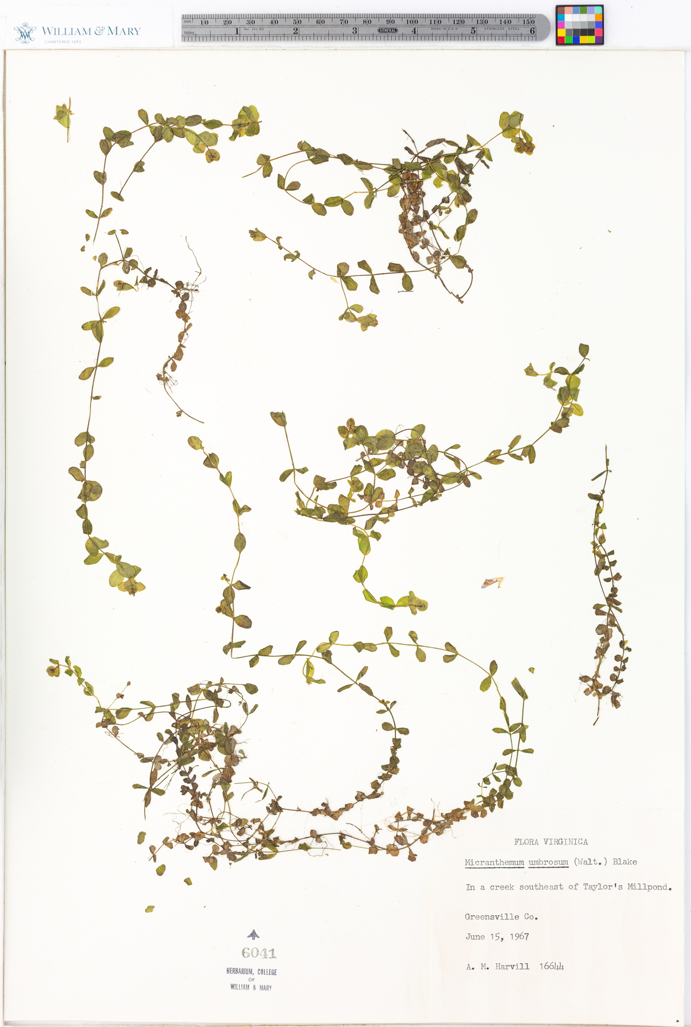 Micranthemum umbrosum image