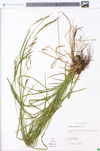 Carex aestivalis image