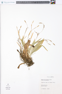 Carex platyphylla image