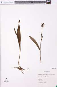 Platanthera clavellata image