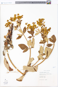 Eriogonum allenii image