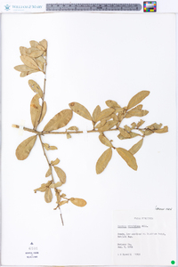 Quercus virginiana image