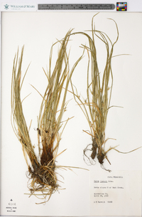 Carex jamesii image