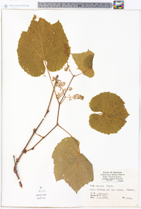 Vitis cinerea image