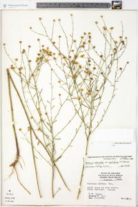 Boltonia asteroides image