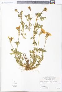 Verbena canadensis image