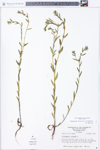 Buglossoides arvensis image