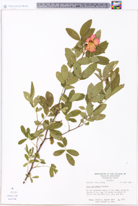 Rosa palustris image