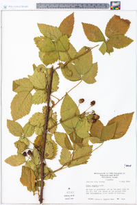 Rubus argutus image