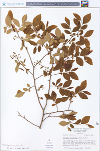 Vaccinium fuscatum image