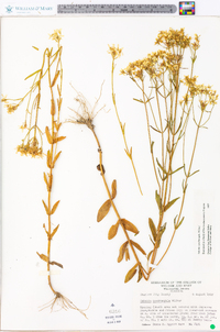 Sabatia quadrangula image