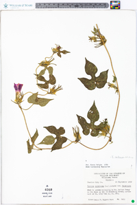 Ipomoea hederacea image