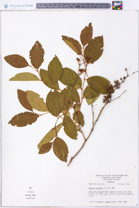 Lyonia mariana image