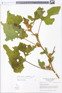 Xanthium strumarium var. glabratum image