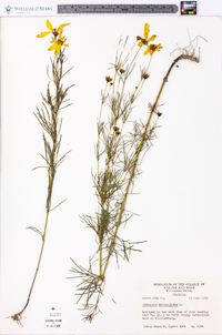 Coreopsis verticillata image