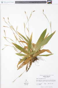 Carex platyphylla image