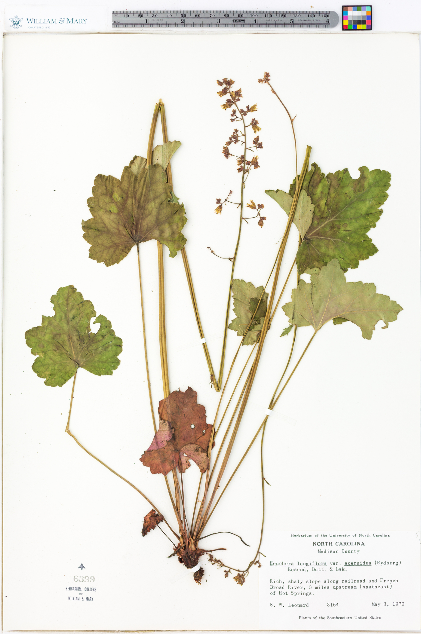 Heuchera longiflora var. aceroides image