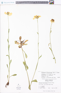 Helenium brevifolium image