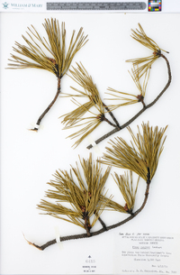 Pinus pungens image