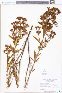 Hypericum lobocarpum image