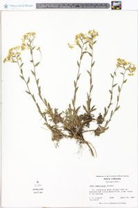 Draba ramosissima image