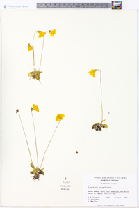 Pinguicula lutea image