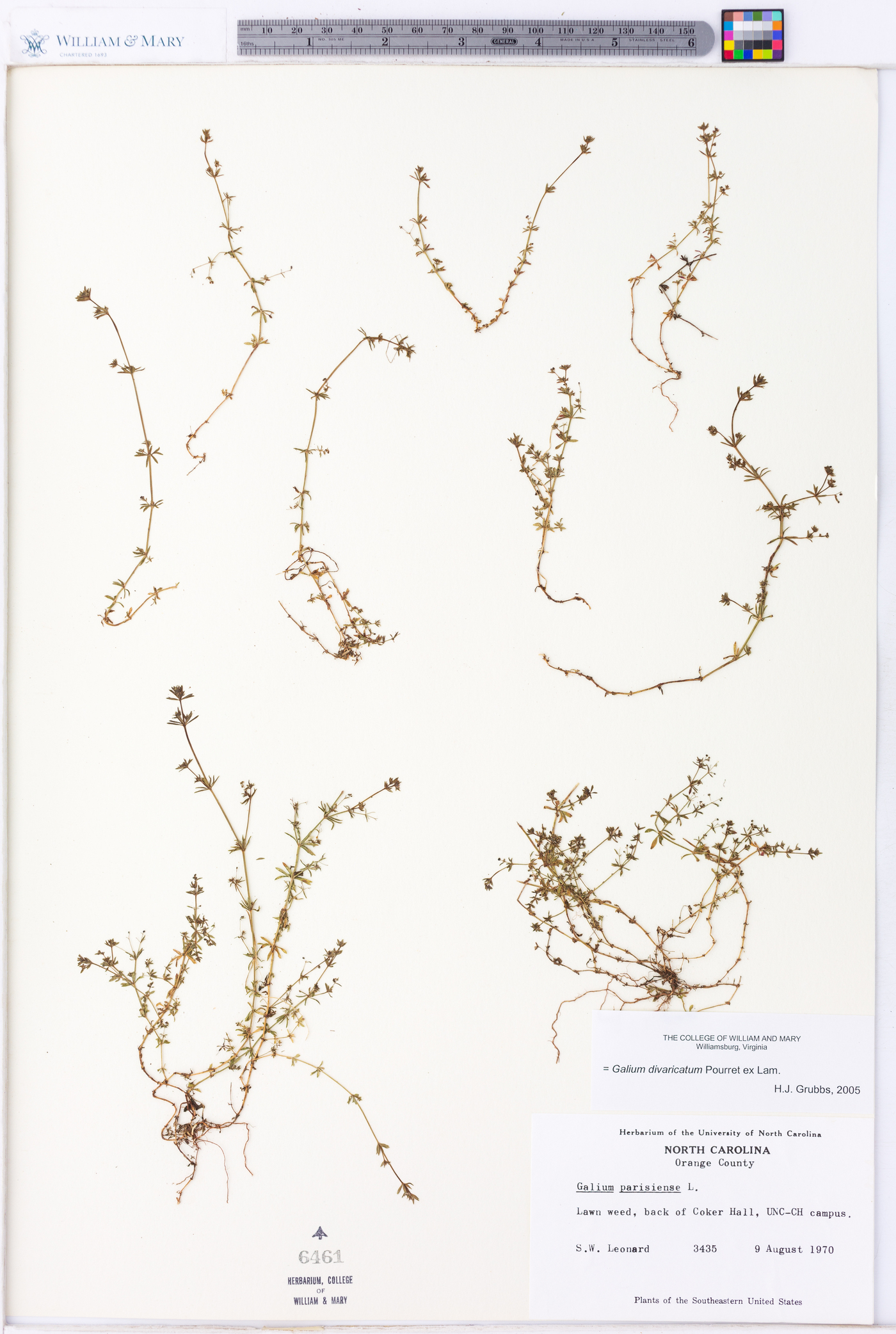 Galium divaricatum image