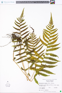 Thelypteris kunthii image