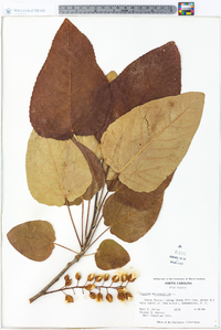 Populus heterophylla image