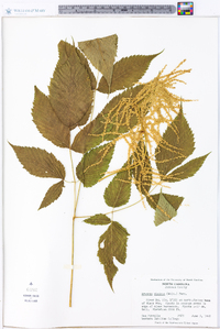 Aruncus dioicus image