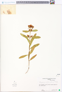 Hypericum frondosum image