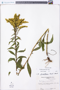 Solidago pinetorum image