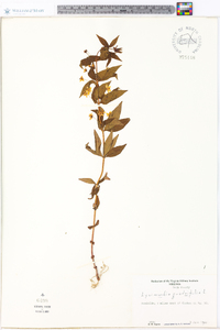 Lysimachia quadriflora image