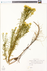 Solidago microcephala image