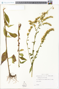 Solidago boottii image