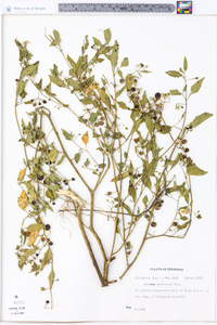 Solanum americanum image