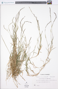 Muhlenbergia schreberi image