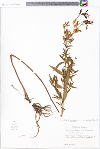 Rhexia mariana var. purpurea image