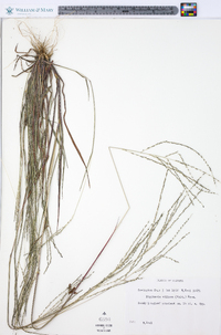 Digitaria villosa image