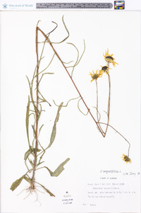 Helianthus angustifolius image