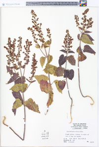 Scutellaria ovata image