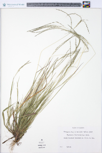 Digitaria filiformis image